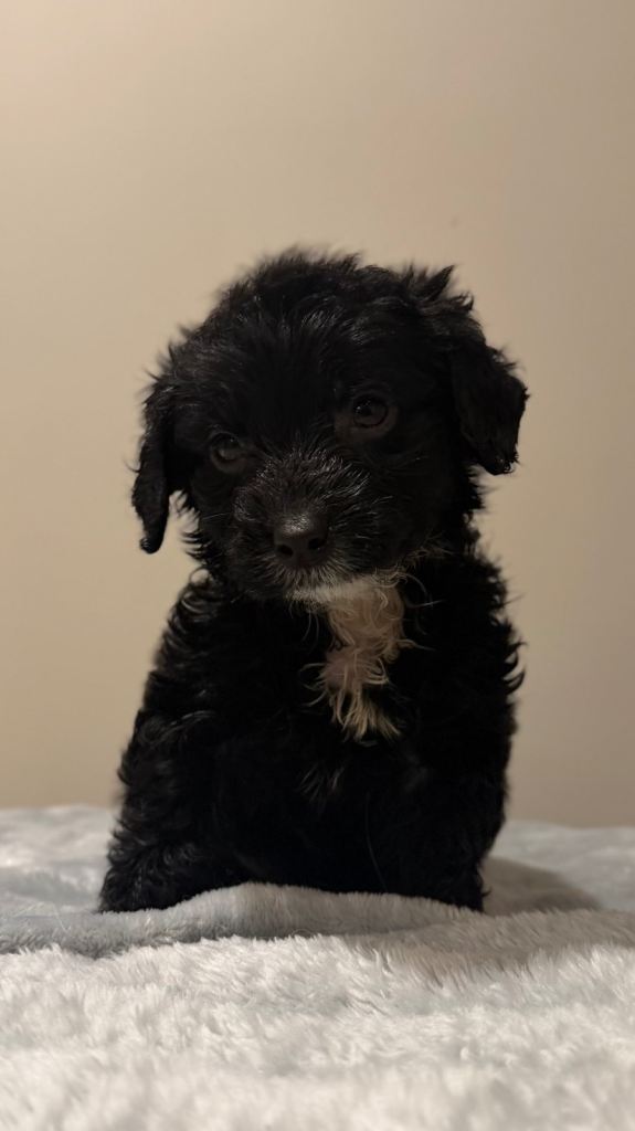 Gorgeous cockapoo male ❤️