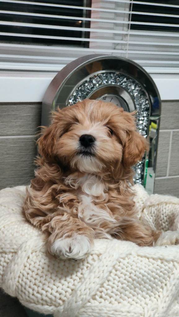 F1 Exclusive Asian Maltipoo puppies 