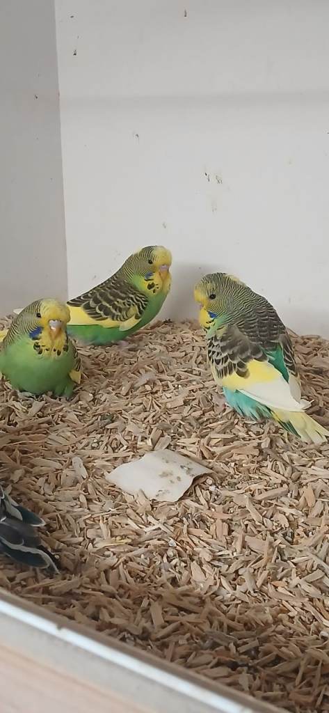 Budgerigars