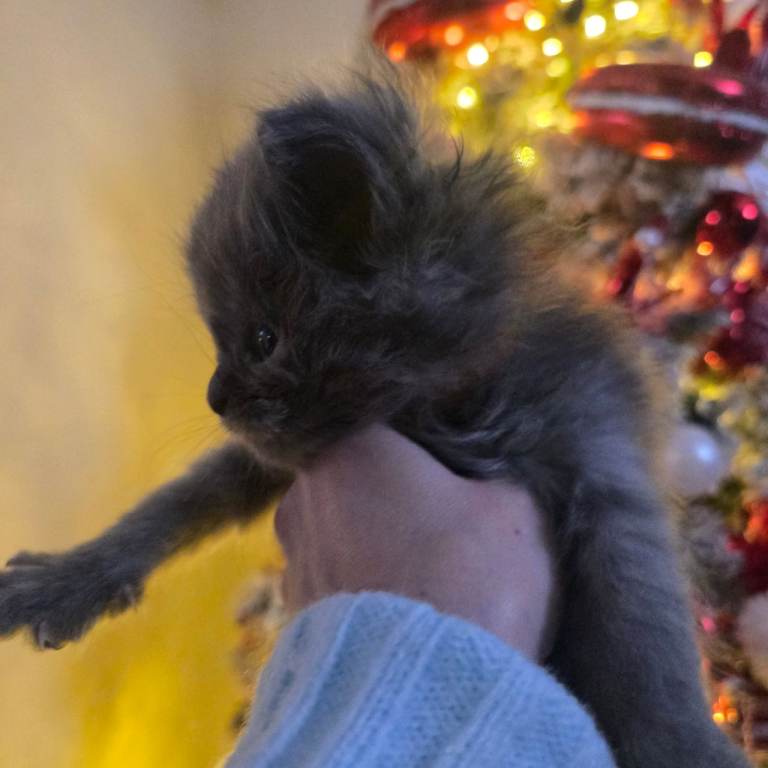 Champion russian Maine coon kittens