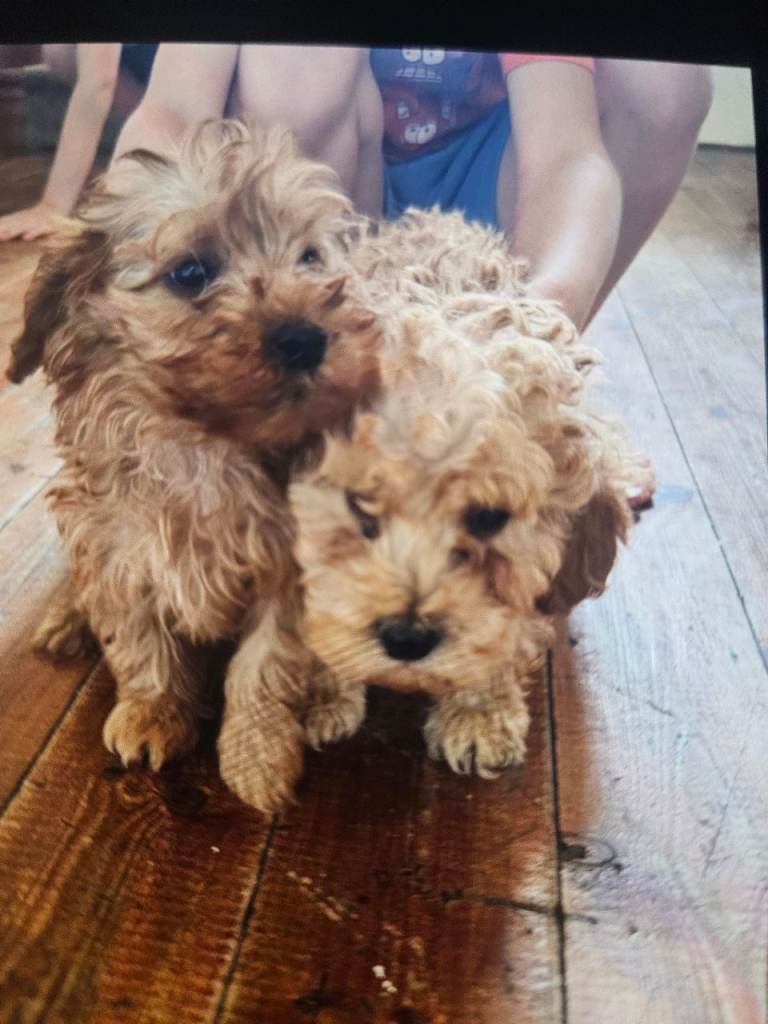 Cockerpoo 