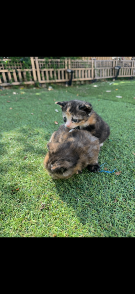 Lovely kittens 