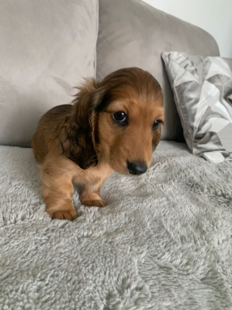 Dachshund 