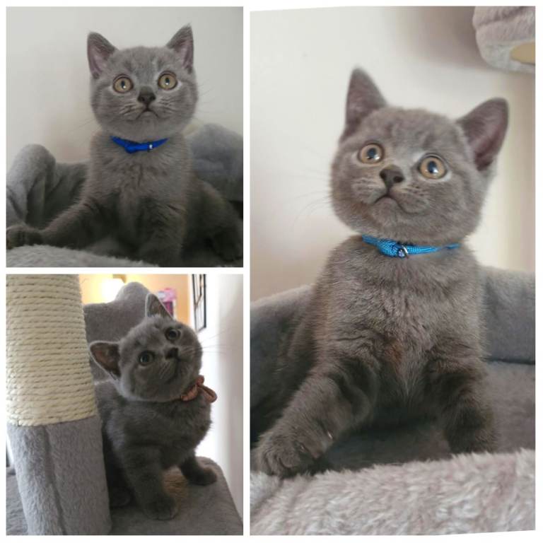 *READY NOW* STUNNING LITTER OF PEDIGREE BLUE BRITISH SHORTHAIR KITTENS GCCF PARENTS 