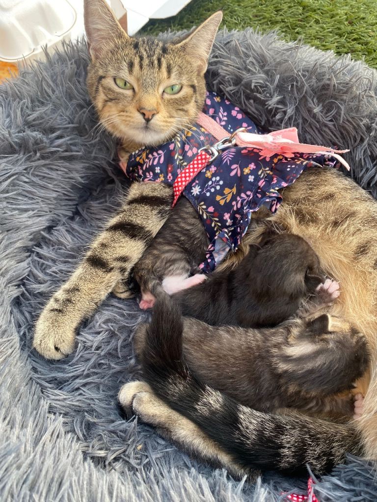 Gorgeous kittens for sale/6/7 week old ready in 2 week