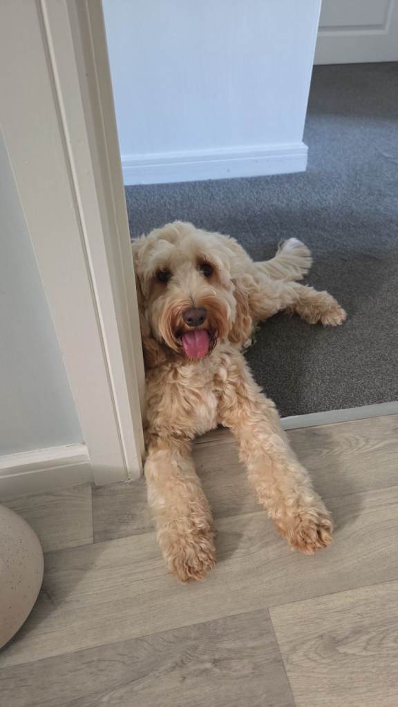 Cockapoo male 16 months old