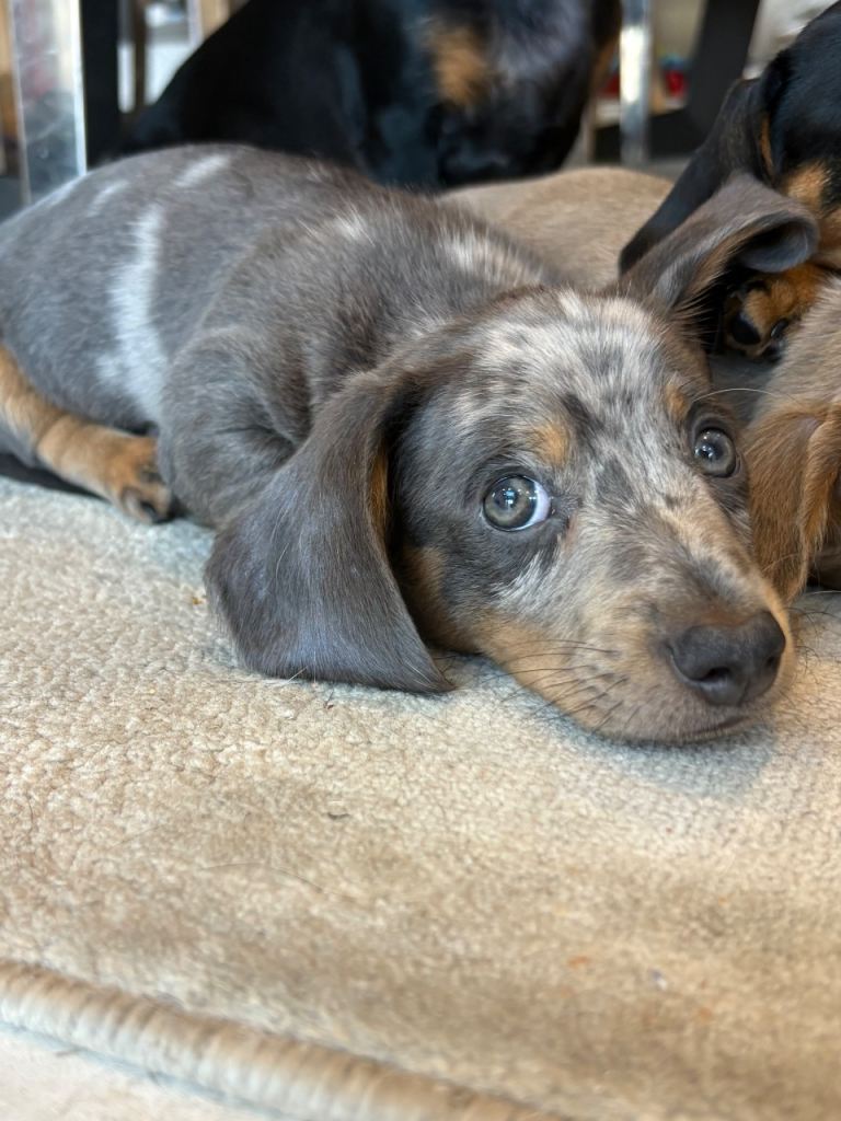 Ready TODAY KC Miniature Dachshunds 