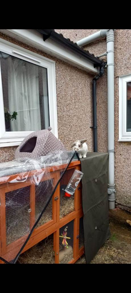 Large Hutch with insulated cover - for Rabbits, or Guinea Pigs.