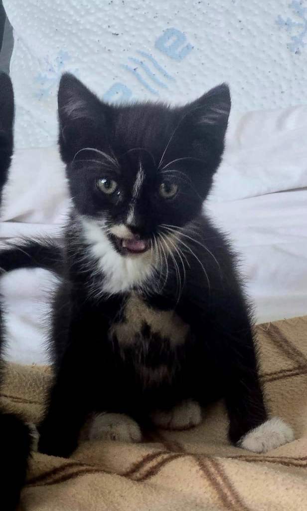  Kitten for sale