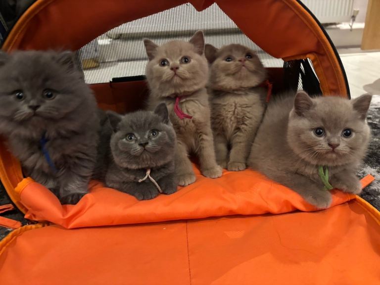 Grey/lilac British Shorthair Kittens - available!