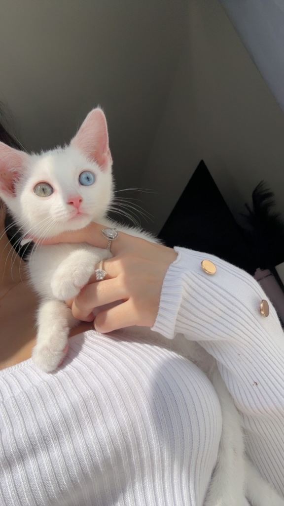 White Turkish angora NEED HOME URGENTLY £100