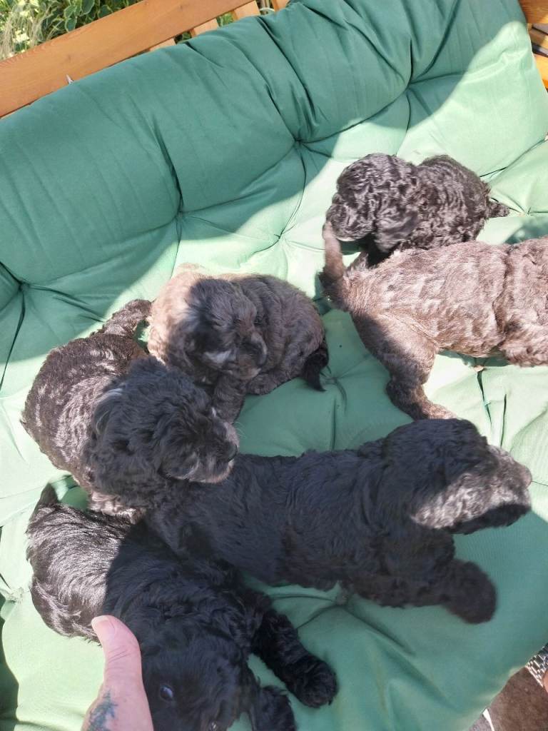 Cockapoo F1b Puppies 