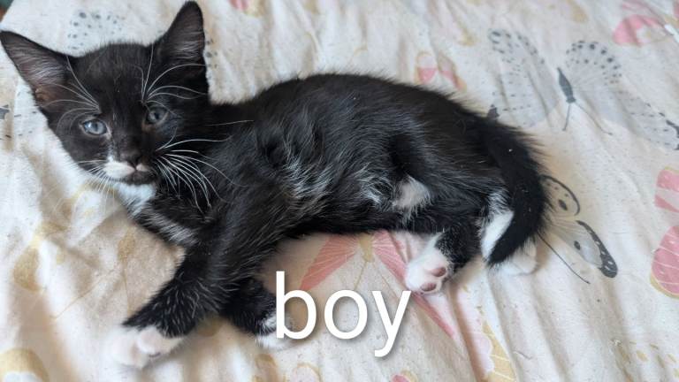 2 adorable kittens ready now