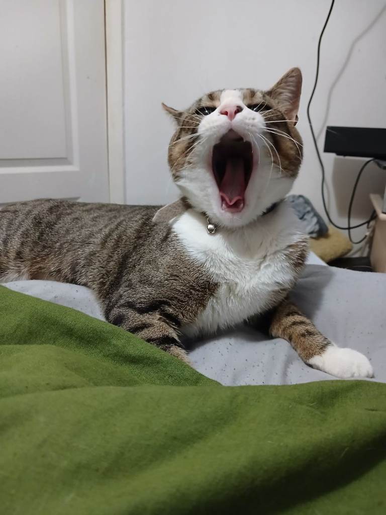 Male cat