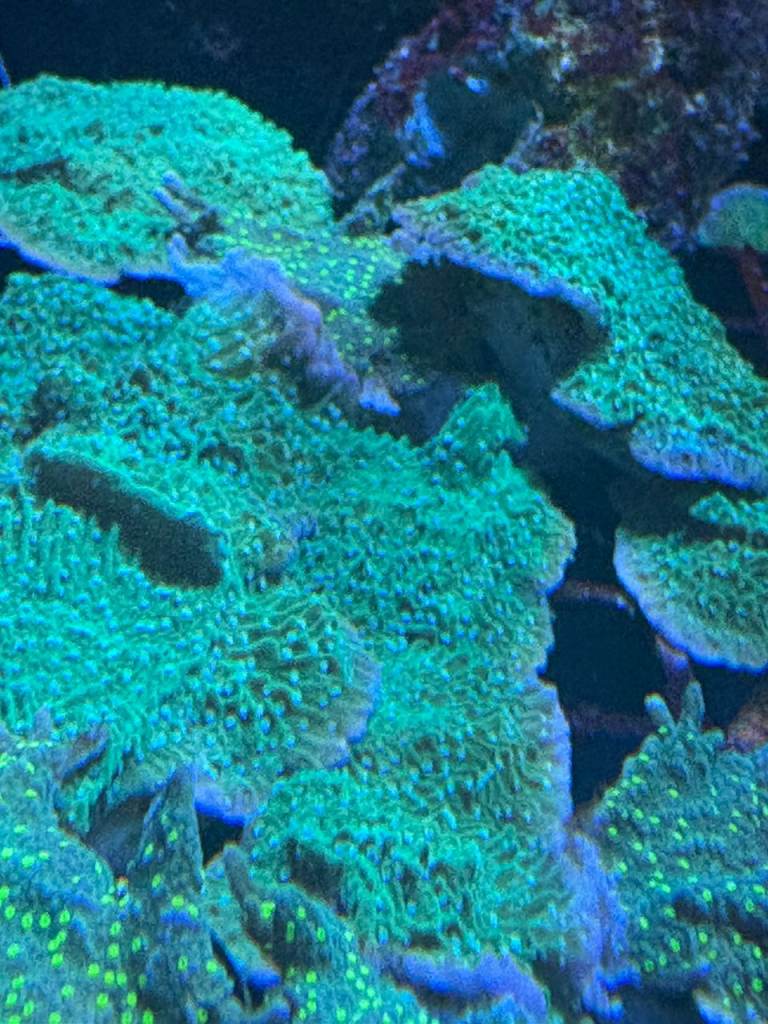 GREEN PLATING MONTIPORA