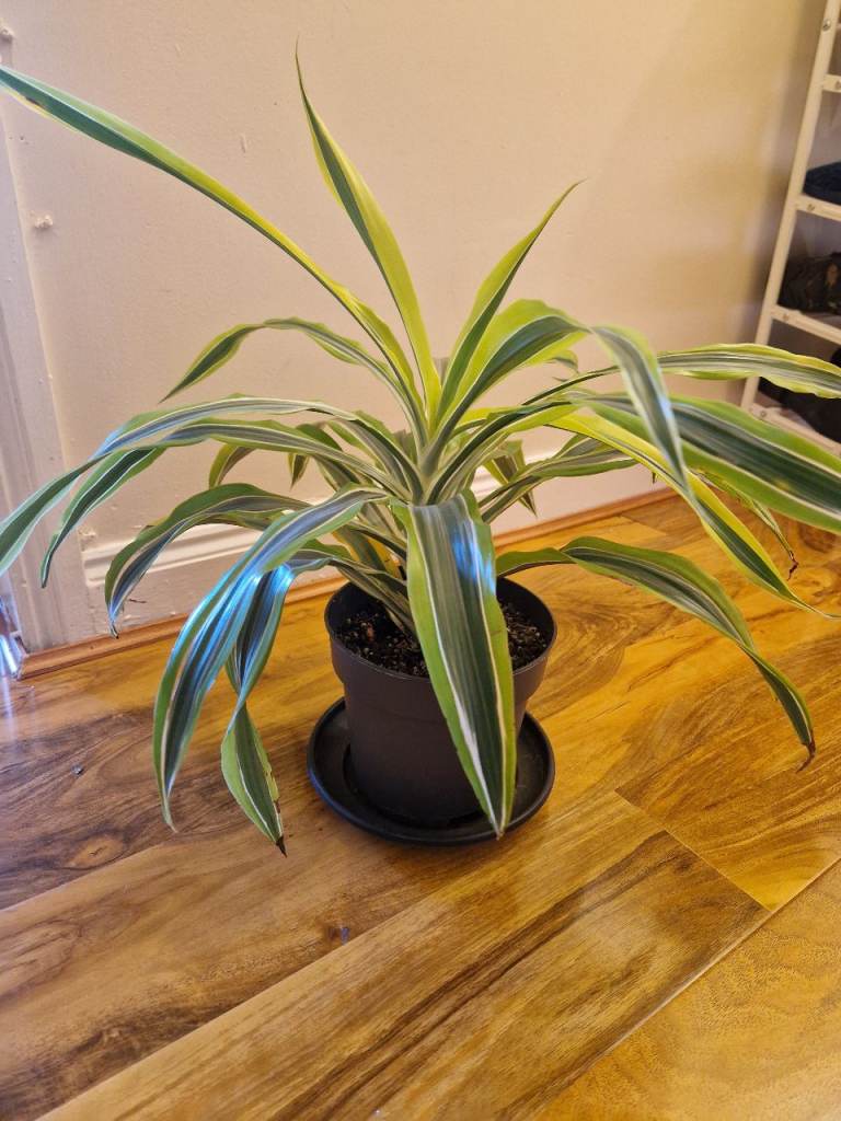 Spider plant