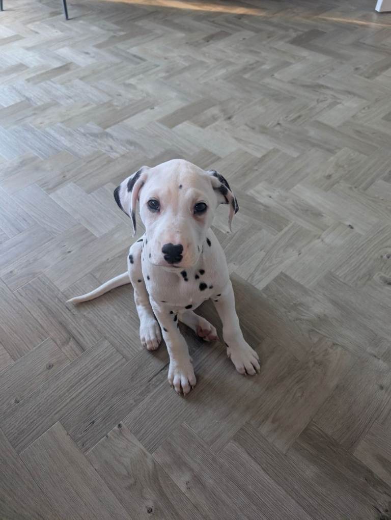 Male Dalmatian Puppy Available 