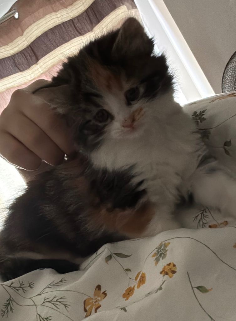 ** Ready** 2 Kittens Available 