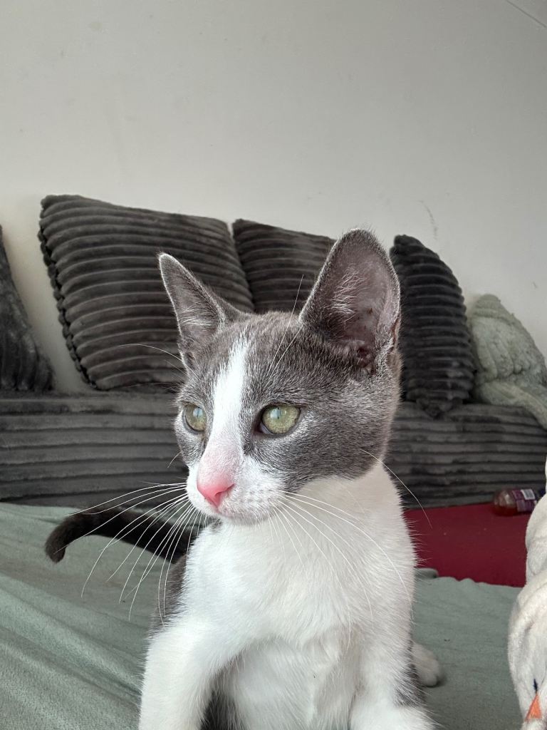 Adorable kittens Looking for Loving Homes