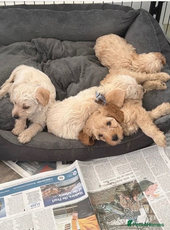 Cavapoochon x puppies 
