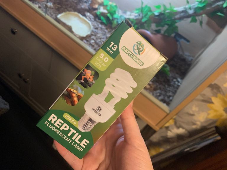 Cornsnake with full vivarium