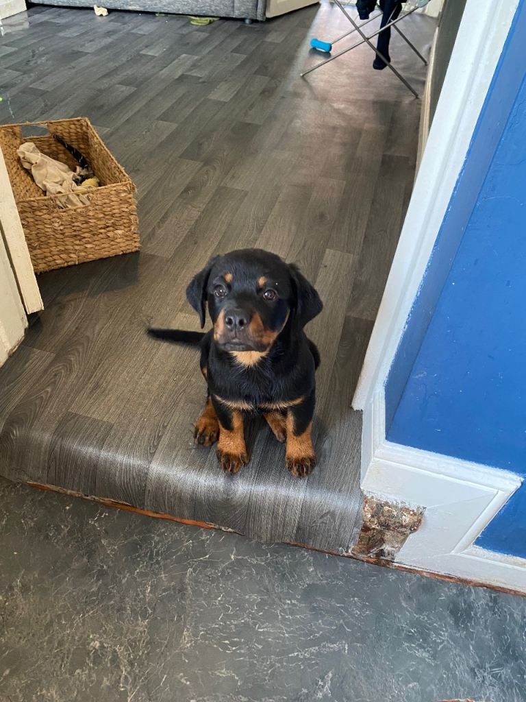 Puppies Rottweiler 