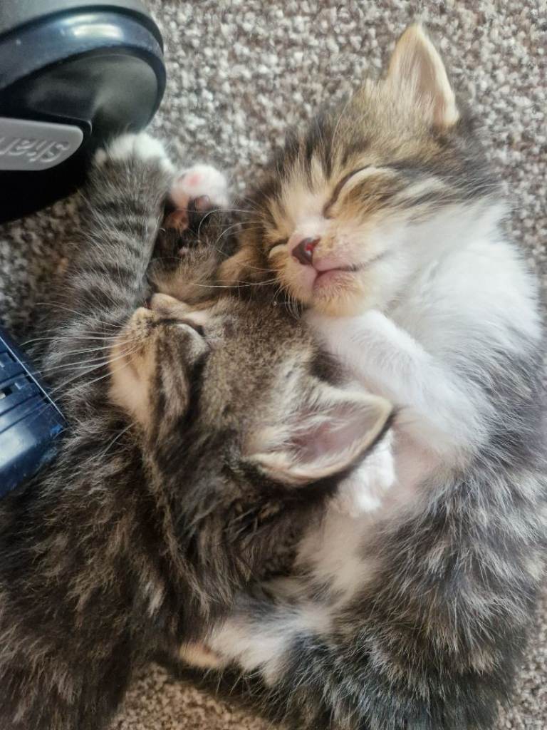 5 kittens