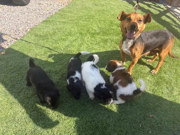 Jack russell x pomp