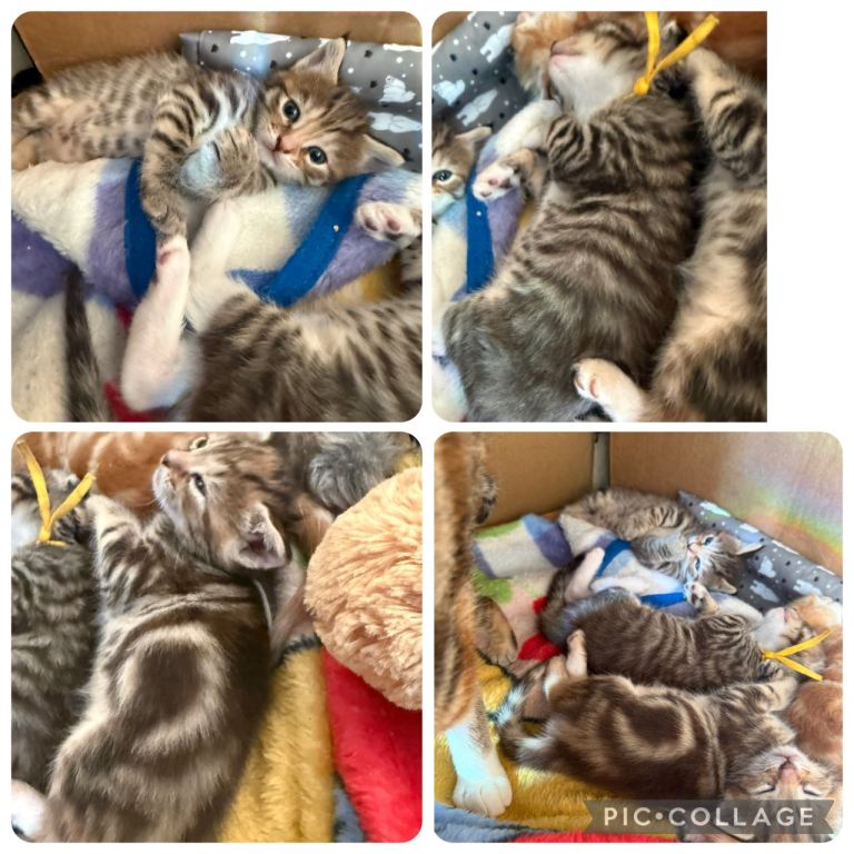 Norwegian forest kittens 