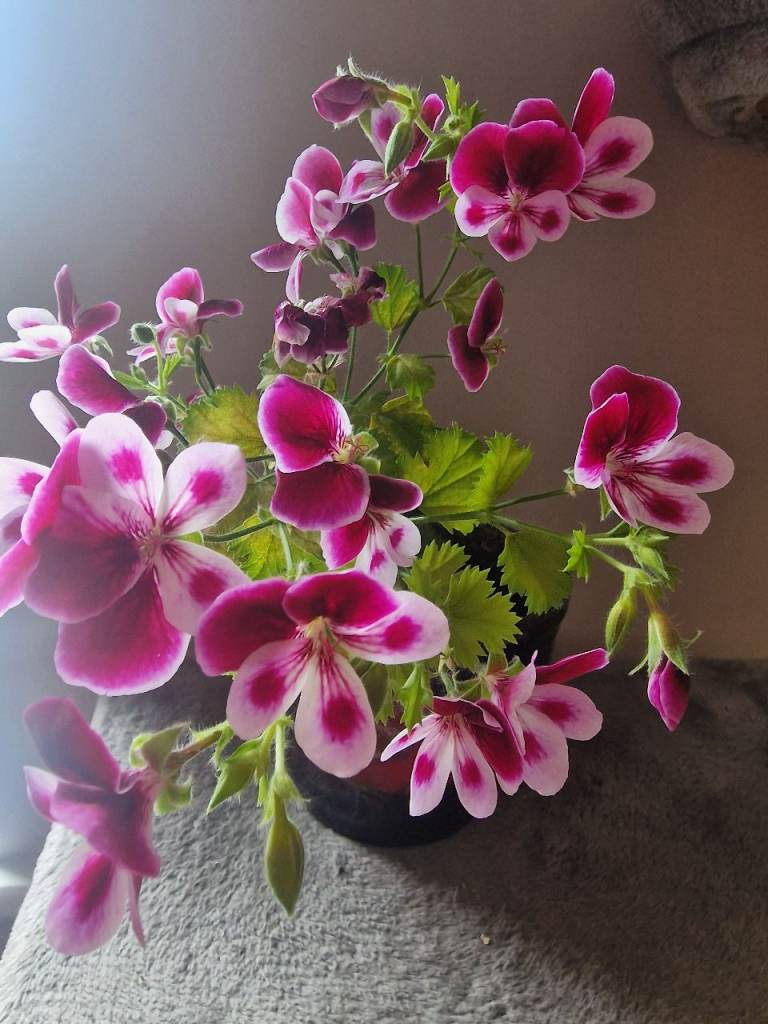Pelargonium Angel Eyes Bicolour plant Lemon scent  