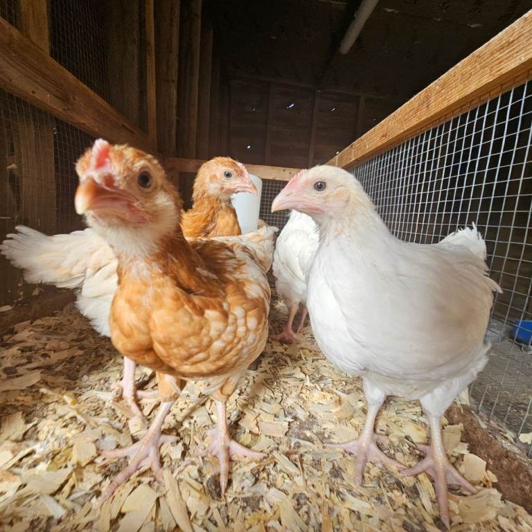 Hybrid Hens (5 weeks old)