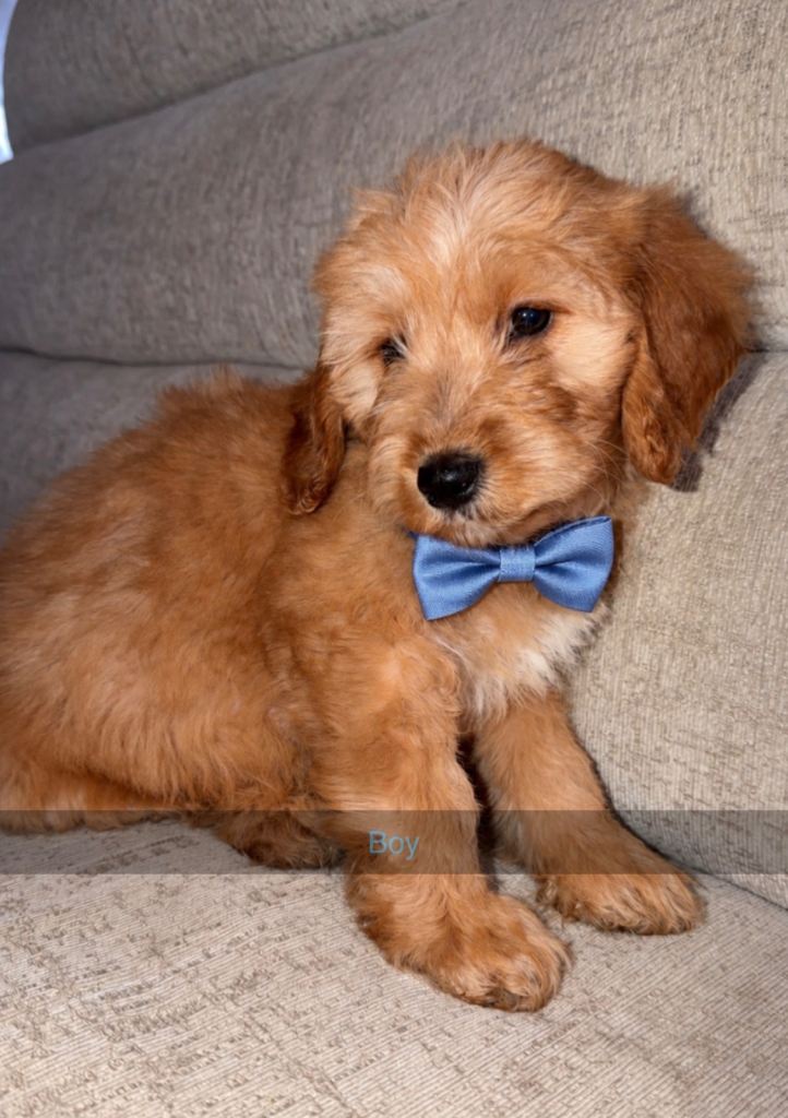 Cockapoo puppies | in Banwell, Somerset | Gumtree