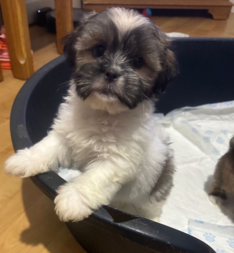 Lhasa apso puppies 