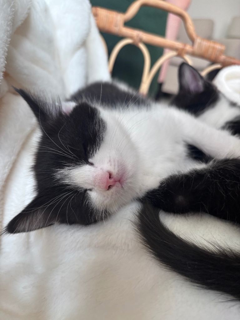 Kittens for sale £100