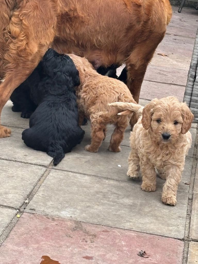 F1 mini golden doodles 2 boys left 