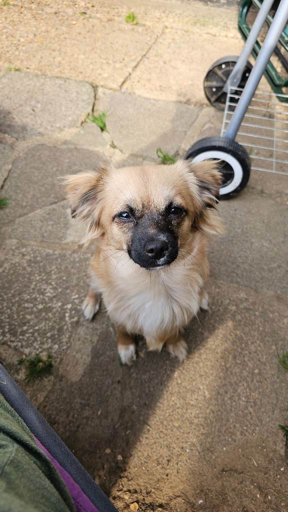 1 year old Chihuahua-cross for sale
