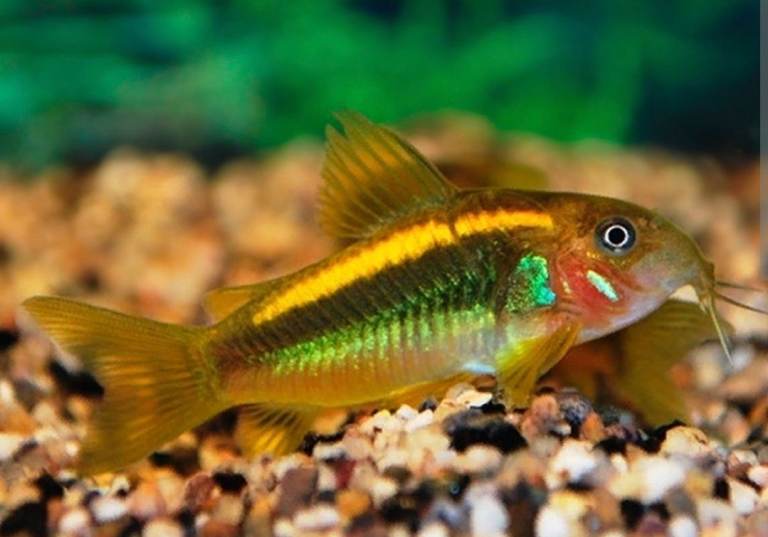 Tropical fish and shrimp