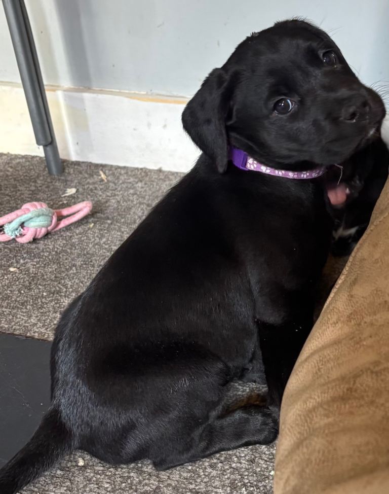 2 gorgeous female Staffador puppies age 6 weeks 