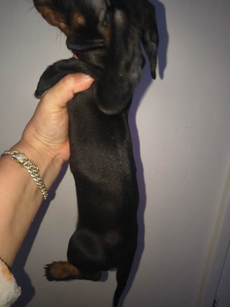 Full breed miniature dachshund puppy girl for sale 