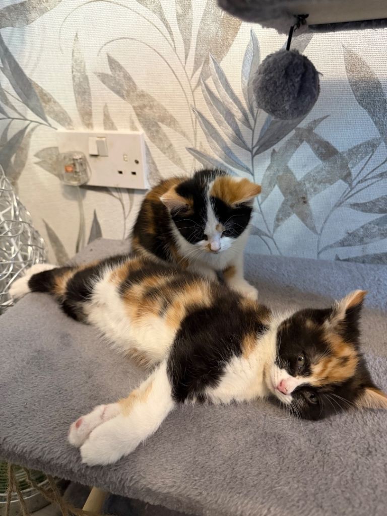 3 mixed British shorthair kittens