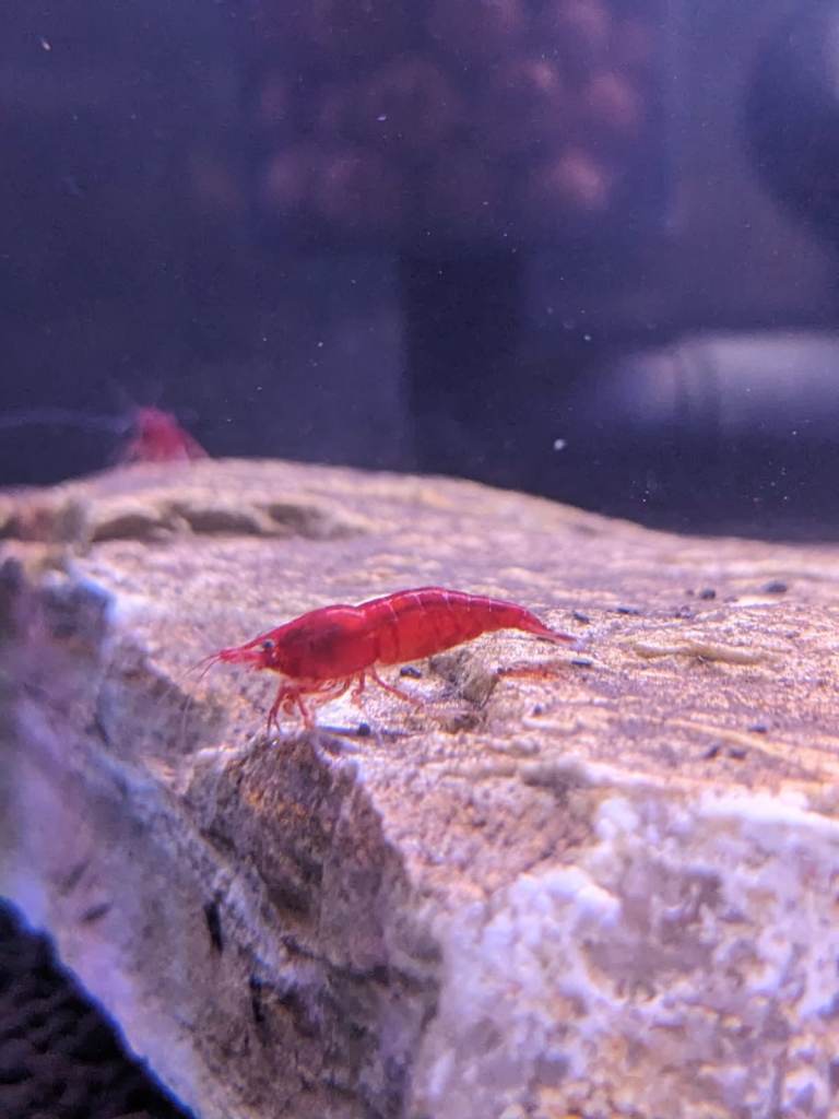 12 Neocardinia Bloody Mary Shrimp - aquarium not fish - will deliver 