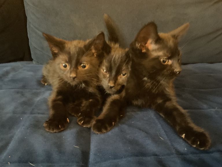 Adorable Kittens Ready for Their Forever Homes 🐾