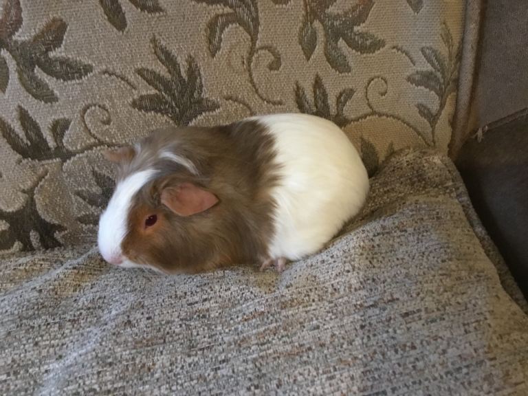 Baby males and females ready now 