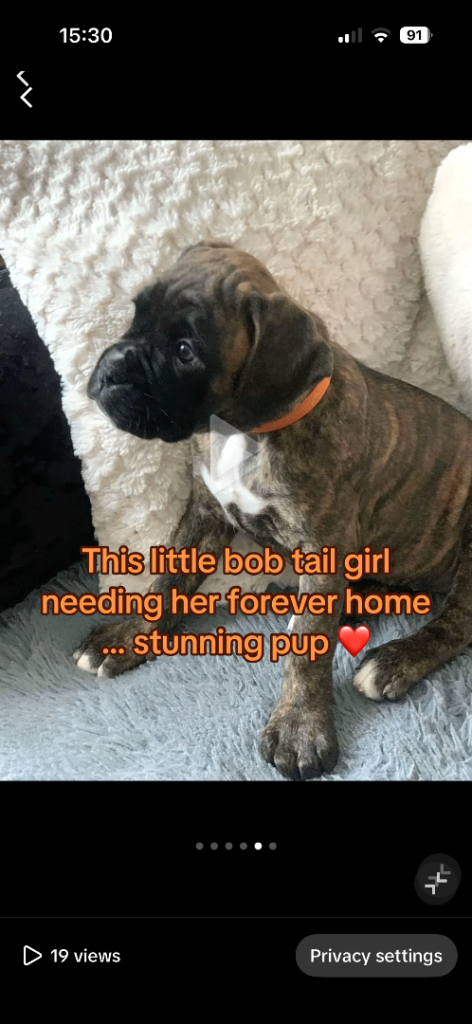 Female bobtail boxer puppy