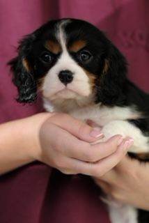 Cavalier king charles puppies 