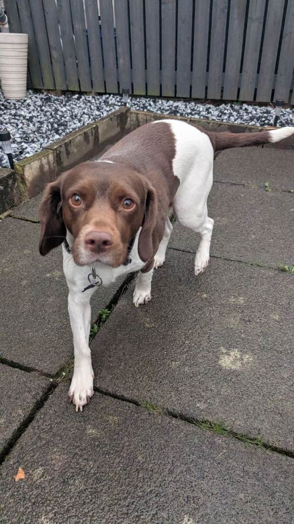 Beagle x Spaniel Rehome