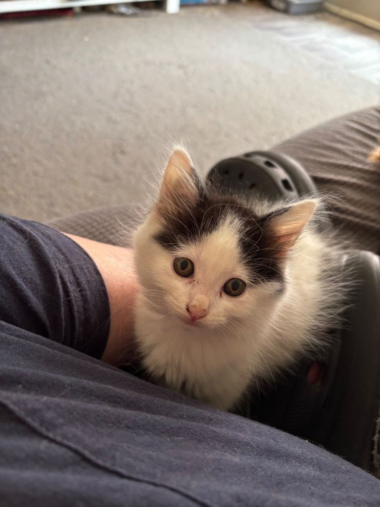 Mixed breed kittens 