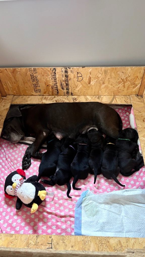 6 CANE CORSO puppies / 4 male 2 female