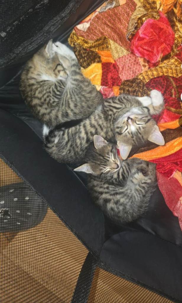 Bengal 