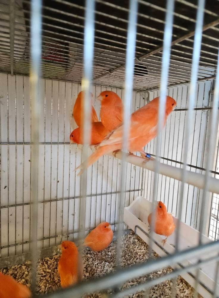 Canaries birds  for sale 